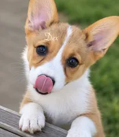 Dex, a male Pembroke Welsh Corgi for sale in Pink Hill, NC – 2 of 7