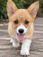 Dimple, a female Pembroke Welsh Corgi for sale in Pink Hill, NC – 2 of 7