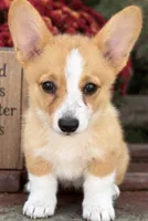 Ellie, a female Pembroke Welsh Corgi for sale in Pink Hill, NC – 3 of 6