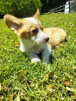 Loki, a female Cardigan Welsh Corgi for sale in Pink Hill, NC – 6 of 6