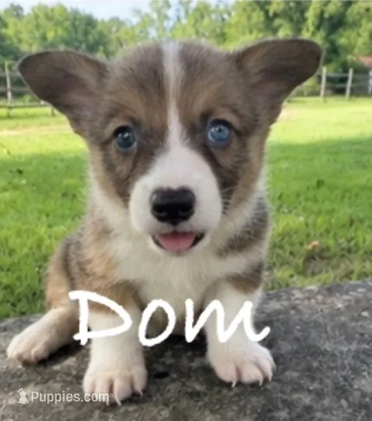 Dom – Pembroke Welsh Corgi puppy for sale in Pink Hill, NC