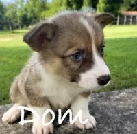 Dom, a male Pembroke Welsh Corgi for sale in Pink Hill, NC – 2 of 5