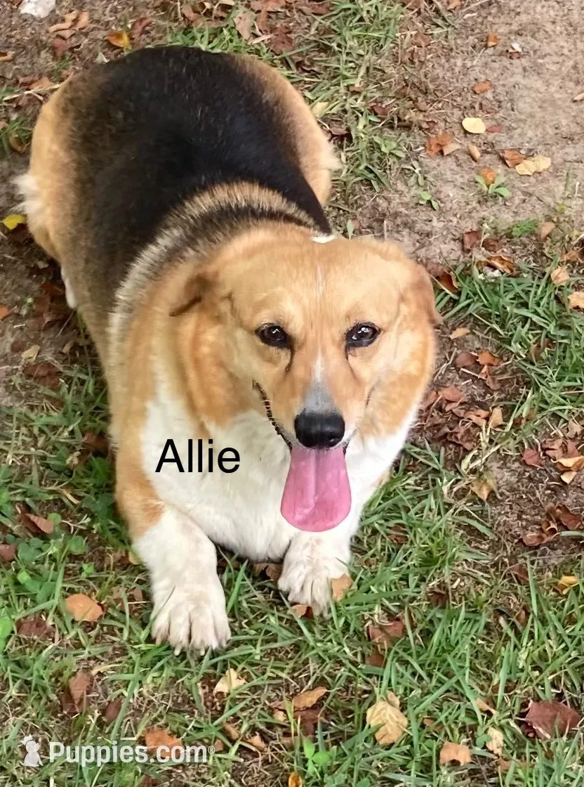 Allie, a female Pembroke Welsh Corgi for sale in Pink Hill, NC – 1 of 3