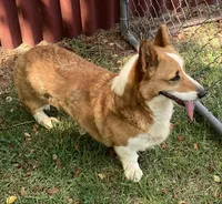 Oakley, a female Pembroke Welsh Corgi for sale in Pink Hill, NC – 3 of 3