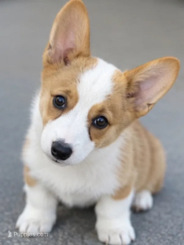 Elise – Pembroke Welsh Corgi puppy for sale in Pink Hill, NC