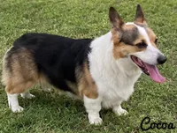 Cocoa, a female Pembroke Welsh Corgi for sale in Pink Hill, NC – 1 of 10