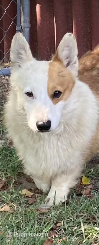 Casper – Pembroke Welsh Corgi puppy for sale in Pink Hill, NC