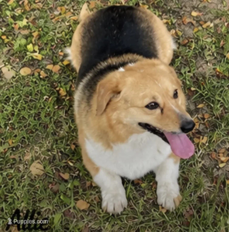 Allie – Pembroke Welsh Corgi puppy for sale in Pink Hill, NC