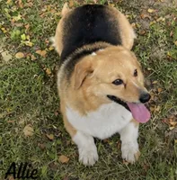 Allie, a female Pembroke Welsh Corgi for sale in Pink Hill, NC – 1 of 6