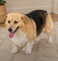 Allie, a female Pembroke Welsh Corgi for sale in Pink Hill, NC – 4 of 6