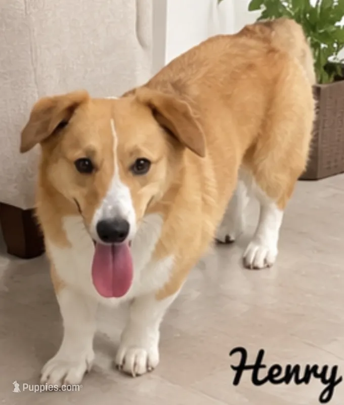Henry – Pembroke Welsh Corgi puppy for sale in Pink Hill, NC