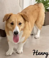 Henry, a male Pembroke Welsh Corgi for sale in Pink Hill, NC – 1 of 7