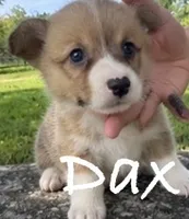 Dax, a male Pembroke Welsh Corgi for sale in Pink Hill, NC – 2 of 4