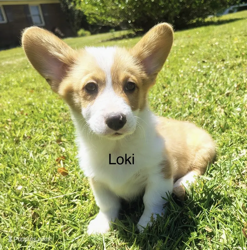 Loki – Cardigan Welsh Corgi puppy for sale in Pink Hill, NC