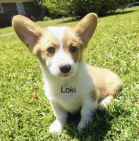 Loki, a female Cardigan Welsh Corgi for sale in Pink Hill, NC – 1 of 6