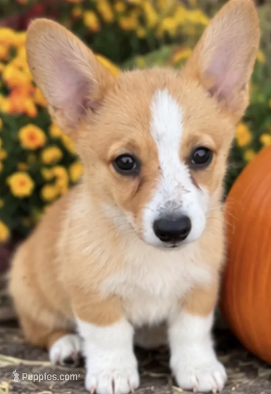 Ellie – Pembroke Welsh Corgi puppy for sale in Pink Hill, NC