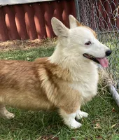 Casper, a male Pembroke Welsh Corgi for sale in Pink Hill, NC – 4 of 5