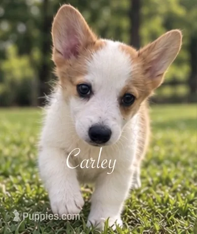 Carley – Pembroke Welsh Corgi puppy for sale in Pink Hill, NC