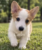 Carley, a female Pembroke Welsh Corgi for sale in Pink Hill, NC – 1 of 7