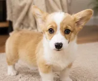 Loki, a female Pembroke Welsh Corgi for sale in Pink Hill, NC – 4 of 5