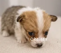 Chelsea, a female Pembroke Welsh Corgi for sale in Pink Hill, NC – 5 of 6