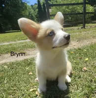 Brynn, a female Cardigan Welsh Corgi for sale in Pink Hill, NC – 2 of 6