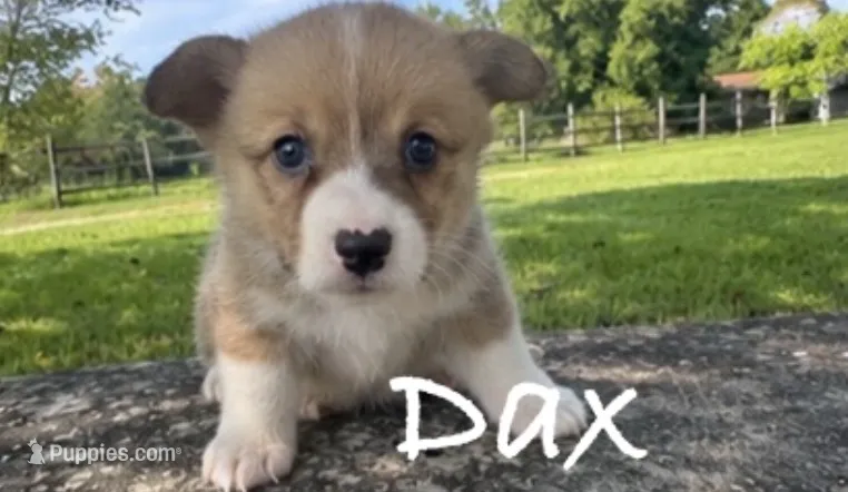 Dax – Pembroke Welsh Corgi puppy for sale in Pink Hill, NC