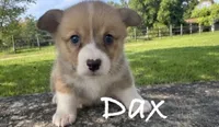 Dax, a male Pembroke Welsh Corgi for sale in Pink Hill, NC – 1 of 4
