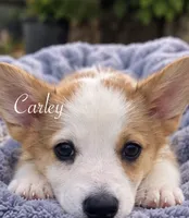 Carley, a female Pembroke Welsh Corgi for sale in Pink Hill, NC – 4 of 7