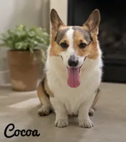 Cocoa, a female Pembroke Welsh Corgi for sale in Pink Hill, NC – 9 of 10