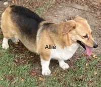 Allie, a female Pembroke Welsh Corgi for sale in Pink Hill, NC – 2 of 3