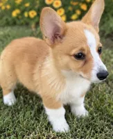 Ellie, a female Pembroke Welsh Corgi for sale in Pink Hill, NC – 4 of 6