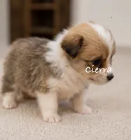 Cierra, a female Pembroke Welsh Corgi for sale in Pink Hill, NC – 4 of 5