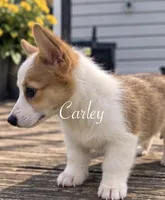 Carley, a female Pembroke Welsh Corgi for sale in Pink Hill, NC – 2 of 7
