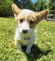 Loki, a female Cardigan Welsh Corgi for sale in Pink Hill, NC – 2 of 6