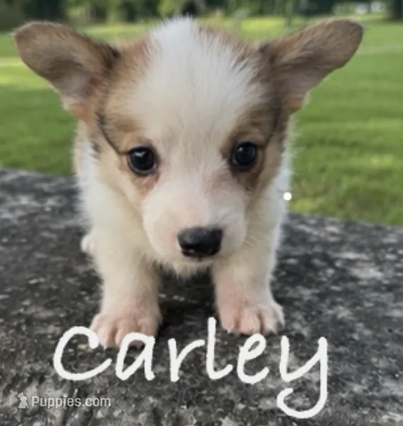 Carley – Pembroke Welsh Corgi puppy for sale in Pink Hill, NC