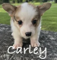 Carley, a female Pembroke Welsh Corgi for sale in Pink Hill, NC – 7 of 7
