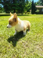 Duchess, a female Cardigan Welsh Corgi for sale in Pink Hill, NC – 5 of 5