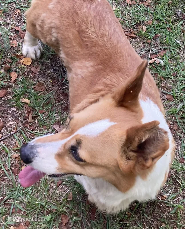 Oakley – Pembroke Welsh Corgi puppy for sale in Pink Hill, NC
