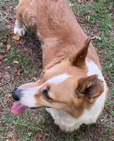 Oakley, a female Pembroke Welsh Corgi for sale in Pink Hill, NC – 1 of 3