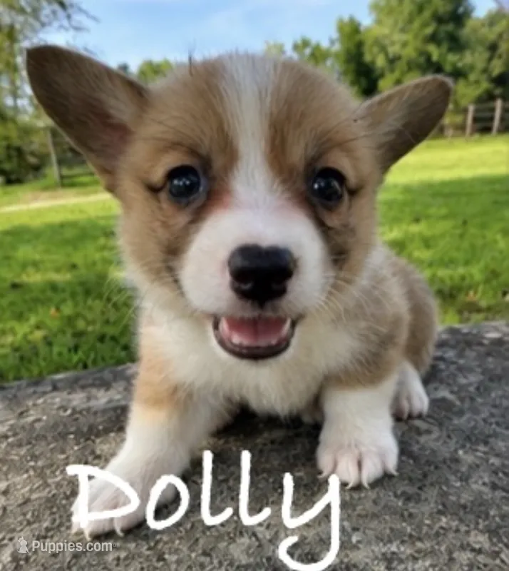 Dolly – Pembroke Welsh Corgi puppy for sale in Pink Hill, NC