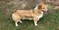 Henry, a male Pembroke Welsh Corgi for sale in Pink Hill, NC – 3 of 3