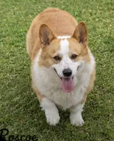 Roscoe, a male Pembroke Welsh Corgi for sale in Pink Hill, NC – 5 of 6