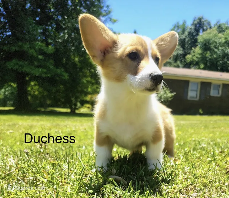 Duchess – Cardigan Welsh Corgi puppy for sale in Pink Hill, NC