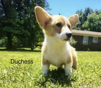 Duchess, a female Cardigan Welsh Corgi for sale in Pink Hill, NC – 1 of 5