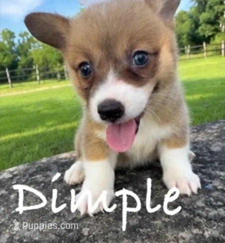 Dimple – Pembroke Welsh Corgi puppy for sale in Pink Hill, NC