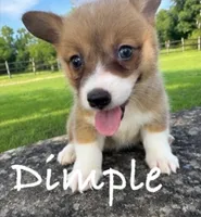 Dimple, a female Pembroke Welsh Corgi for sale in Pink Hill, NC – 1 of 4
