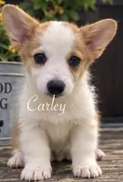 Carley, a female Pembroke Welsh Corgi for sale in Pink Hill, NC – 6 of 7