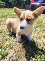 Duchess, a female Cardigan Welsh Corgi for sale in Pink Hill, NC – 4 of 5