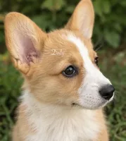 Dolly, a female Pembroke Welsh Corgi for sale in Pink Hill, NC – 5 of 7